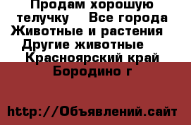 Продам хорошую телучку. - Все города Животные и растения » Другие животные   . Красноярский край,Бородино г.